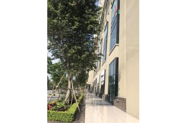 SÀN VP CHUYÊN NGHIỆP SANG TRỌNG TẠI ROMAN PLAZA TỐ HỮU GIÁ RẺ: 100 - 1000M2, GIÁ CHỈ 160K/M2/THÁNG
