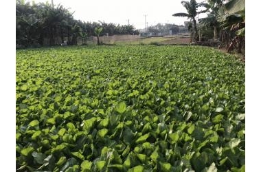 Chỉ có 2.85 tỷ 168m2, mt: 9m, Tổ 18, Đồng Mai, Hà Đông, Hà Nội.