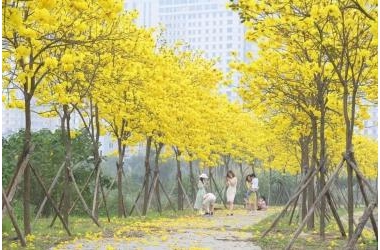Bán đất phố Quang Trung 100m2, mt: 20m, 18 tỷ, Quang Trung, Hà Đông, Hà Nội.