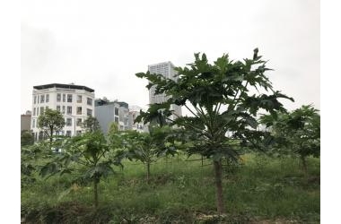 Bán gấp 50m2 đất, mt: 4m, 5.7 tỷ Dịch vụ Địa Lão, Kiến Hưng, Hà Đông, Hà Nội.