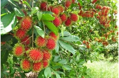 HÀNG ĐỘC QUYỀN BÁN ĐẤT ,ĐỒNG NAI - SỔ VUÔNG VỨC, VƯỜN TRÁI CÂY -6000M2 - 5.5 TỶ.TL