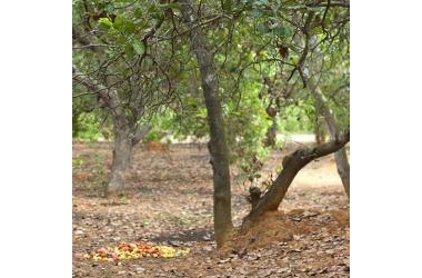 Bán gấp đất xã Suối Tre Long Khánh, dự án vành đai trước cửa, 14000m2 24,5 tỷ