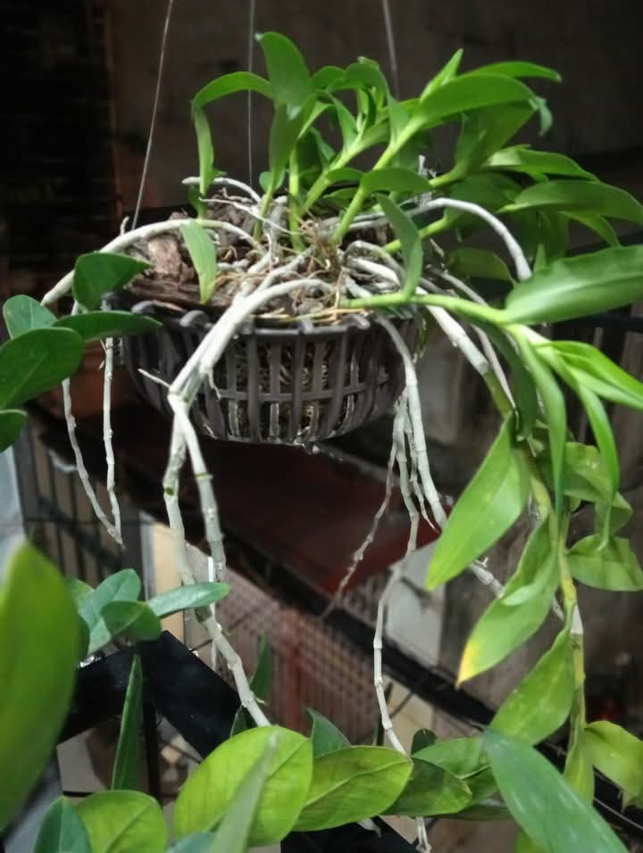 CHÍNH CHỦ BÁN MẢNH ĐẤT VÀNG ĐÀO TẤN. CĂN GÓC 2 MẶT THOÁNG–GẦN PHỐ–XÂY CHDV ĐỈNH.