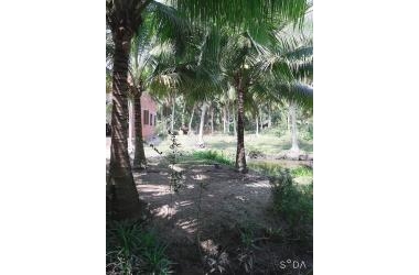 Chính Chủ Bán Đất Xã Phú Hưng, Thành phố Bến Tre, Bến Tre