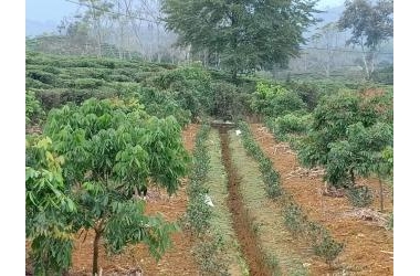 Cần bán khu đất có vườn chè đang độ thu hoạch