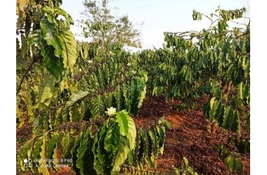 CHÍNH CHỦ CẦN BÁN GẤP ĐẤT TẠI ĐAN PHƯỢNG _ LÂM HÀ _ LÂM ĐỒNG