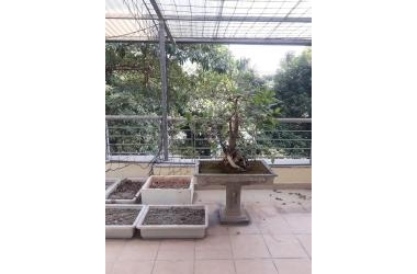 MẶT PHỐ BIỆT THỰ BÙI XUÂN PHÁI 196Mx4T, MT 11M, GIÁ 37 TỶ